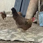 دجاجه عربي ترثه