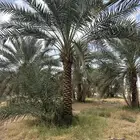 نخل مثمرنبتت علي وبرحي وخلاص وصقعي وسندي