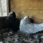 زوج صومالي منتج مع فروخ