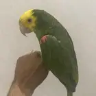 امزوني بدل هد مقنا