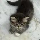 قطط صغيرة شيرازي مع أمهم