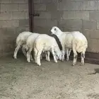 4 خرفان سمان