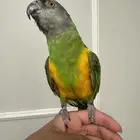 بغبغاء اليويو السنغالي اليف