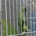 جوز دره هندي