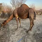 للبيع جمل مشروط