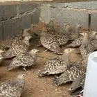 قطا حجل