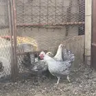دجاج بياض
