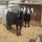 عنزين عارضيات اسداس طيبات