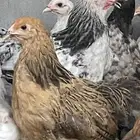 دجاج براهما بيور