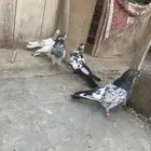 للبيع طيور