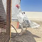 دجاجه المانيه