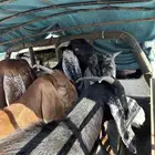تيوس مخصيه للبيع ظهر فل