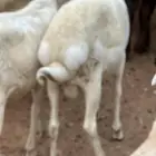 طليان برابر جذعان