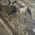 دجاج بلدي على السوم