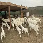 عرض وبيع مراح معزا بكامل