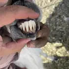 فحل حري مشروط