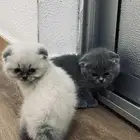 للبيع على السوم العمر 3 أسابيع