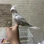 كروان هولندي. فراشه البيع مستعجل