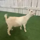 تيوس للبيع