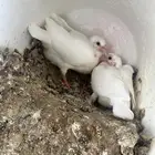 حمام فرنسي احجام كبيره
