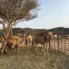 بكار