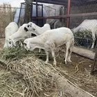 طليان سواكن تربية
