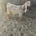 للبيع عنز صفرا جذعه طيبه ..تم البيع