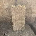 تبن قمح