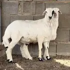 طليان اثنين من عيال الغنم