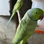 للبيع دره هندي