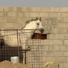 خيل فرس شعبيه