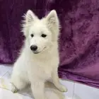 كلب سامويد 5 اشهر
