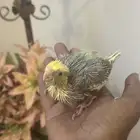 فرخ كروان نورمل ( تم البيع )