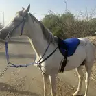 خيل عربي