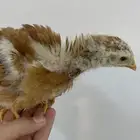دوادمي براهما مهجن
