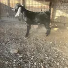 تيس عرضي سمين وطيب