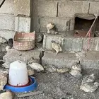 سمان سوبر جانبو