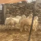 طليان