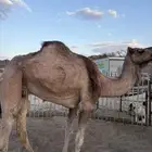 ناقة للبيع