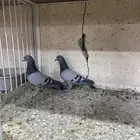 للبيع زواجل طيبات