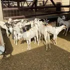 تيوس صوماليه مرابي لهن 3 شهور