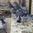طبات زاجل سباق