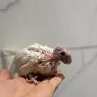 فرخ كروان البينو غر اليف جدا