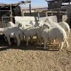 تم البيع رخال حرش مراح واحد صنف