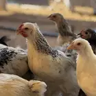 فروخ دجاج البراهما أحجام سوبر سوبر جامبو
