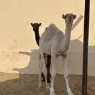 قعدان كفو