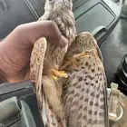 طائر
