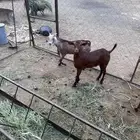 تيوس جذعان عدد 4