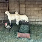 طليان جبره وكفووو