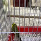 للبيع طير حب ذكر اليف لاكن صار فيه خوف على السوم